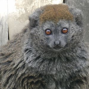 Lac Alaotra gentle lemur