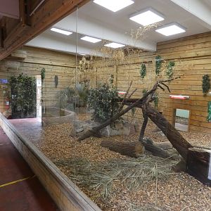 Komodo dragon indoor enclosure