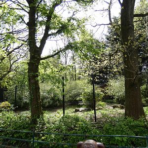 Bush dog enclosure side-view