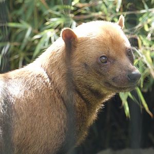 Bush dog