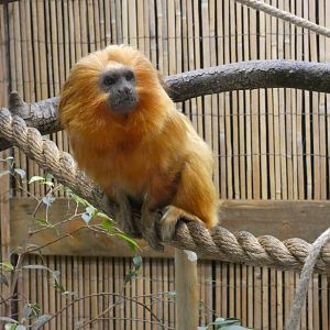 Golden lion tamarin