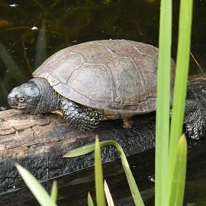 European pond turtle