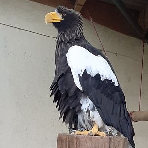 Steller's sea eagle