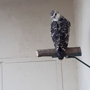 Martial eagle