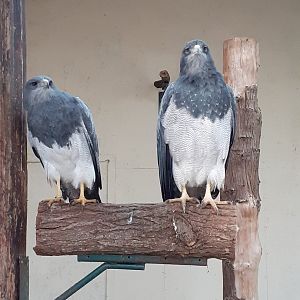Black chested buzzard eagle