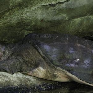 Florida Softshell Turtle