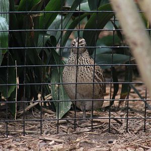 Common Quail