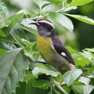 Haitian Bananaquit