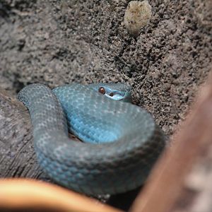 Lesser Sundas Island Pitviper