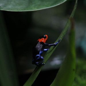 Blessed Poison Dart Frog
