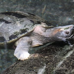 Painted River Terrapin