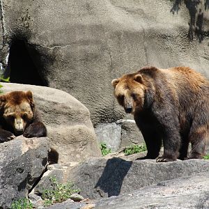 Sitka Brown Bears