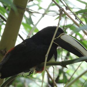 Black-Necked Araçari