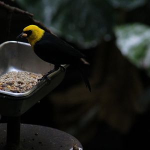 Yellow-Hooded Blackbird