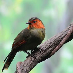 Scarlet-Faced Liocichla