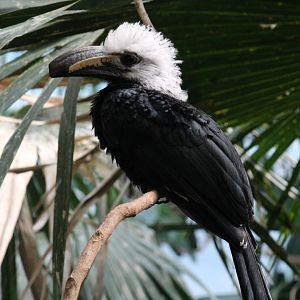Western White-Crested Hornbill