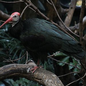 Southern Bald Ibis