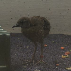 Guam Rail Chick