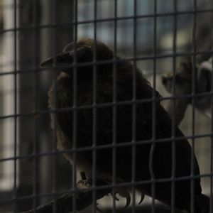 Red Bird-of-Paradise Chick