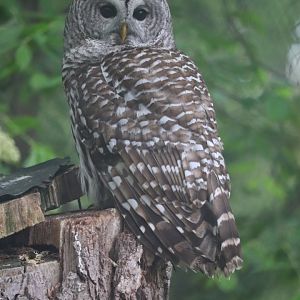 Ecomuseum Zoo - Barred Owl