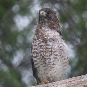 Ecomuseum Zoo - Broad-Winged Hawk