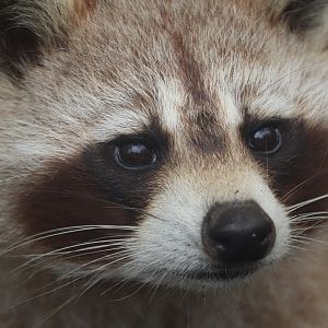 Ecomuseum Zoo - Racoon