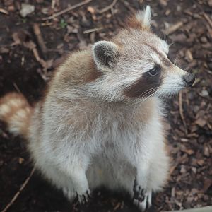Ecomuseum Zoo - Racoon