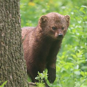 Ecomuseum Zoo - Fisher