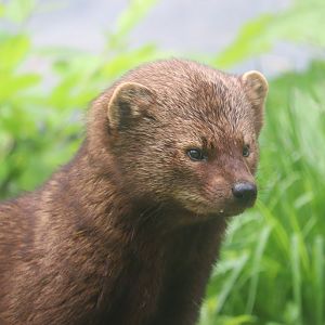 Ecomuseum Zoo - Fisher