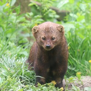 Ecomuseum Zoo - Fisher