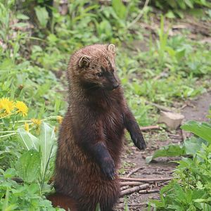 Ecomuseum Zoo - Fisher