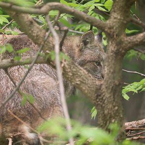 Ecomuseum Zoo - Canada Lynx