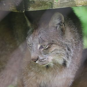 Ecomuseum Zoo - Canada Lynx