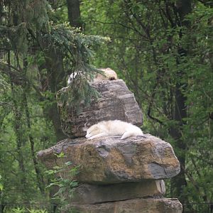 Ecomuseum Zoo - Arctic Fox