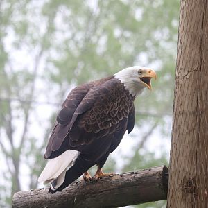 Ecomuseum Zoo - Bald Eagle