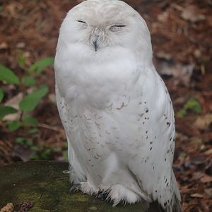 Ecomuseum Zoo - Snowy Owl