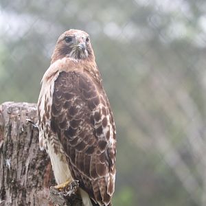 Ecomuseum Zoo - Red-Tailed Hawk