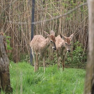 Ecomuseum Zoo - White-Tailed Deer