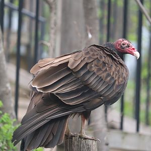 Ecomuseum Zoo - Turkey Vulture