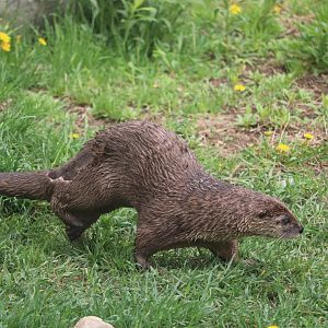 Ecomuseum Zoo - North American River Otter
