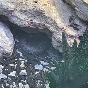 Black-tailed horned pit viper (Mixcoatlus melanurus)