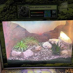 Black-tailed horned pit viper (Mixcoatlus melanurus)