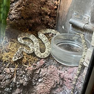 Horned pit viper (Protobothrops cornutus)