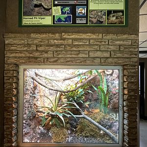 Horned pit viper (Protobothrops cornutus)