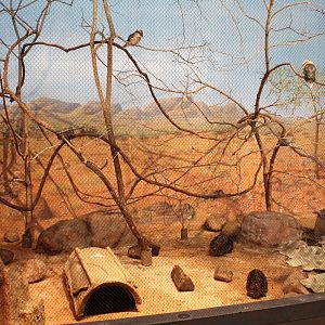 Short-beaked Echidna & Kookaburra Exhibit - Australia House