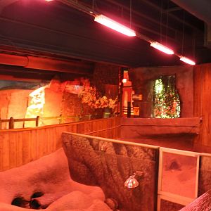 Short-beaked Echidna Exhibit - Australia House