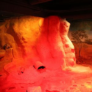 South Hairy-nosed Wombat Exhibit - Australia House