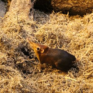 Black and White Rufous Elephant Shrew