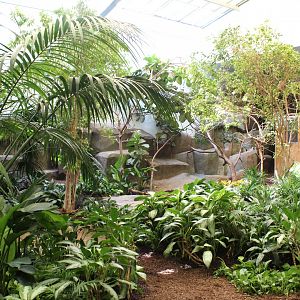 South American Rainforest Aviary - Feathers & Scales