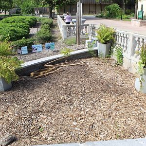 Juvenile Tortoise Exhibit